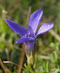 G. ciliata, borstgentiana