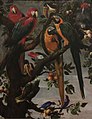 Perroquets et autres oiseaux de Frans Snyders vers 1650 (musée de Grenoble)