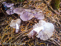 Tricholoma Terrenum