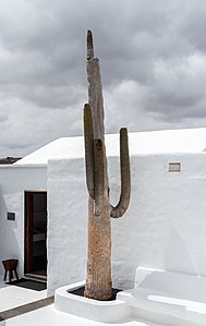 Dead Cactus, Fundación César Manrique Tahiche Lanzarote