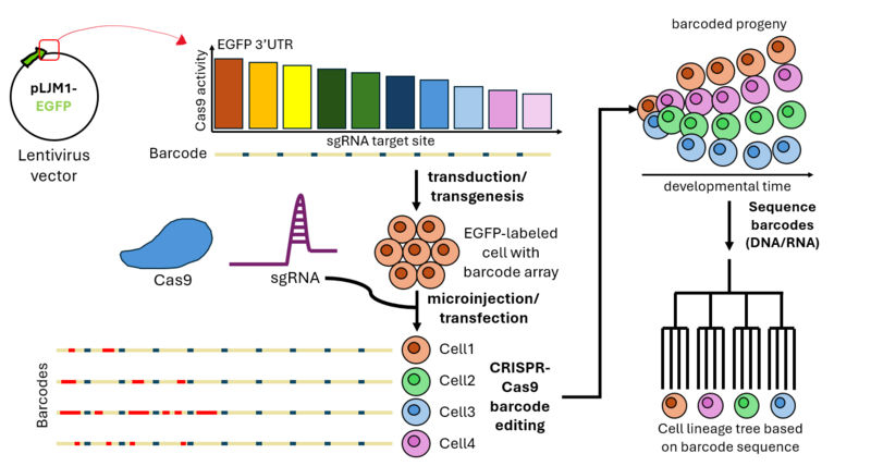 File:GESTALT workflow.png