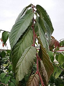 GFA U. lanceifolia жапырақтары.jpg