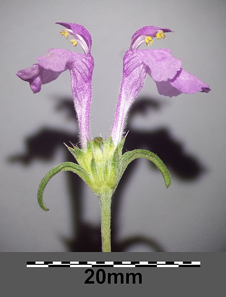 File:Galeopsis angustifolia sl21.jpg