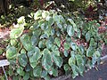 Ensemble de la plante, cultivée aux jardins botaniques royaux de Sydney