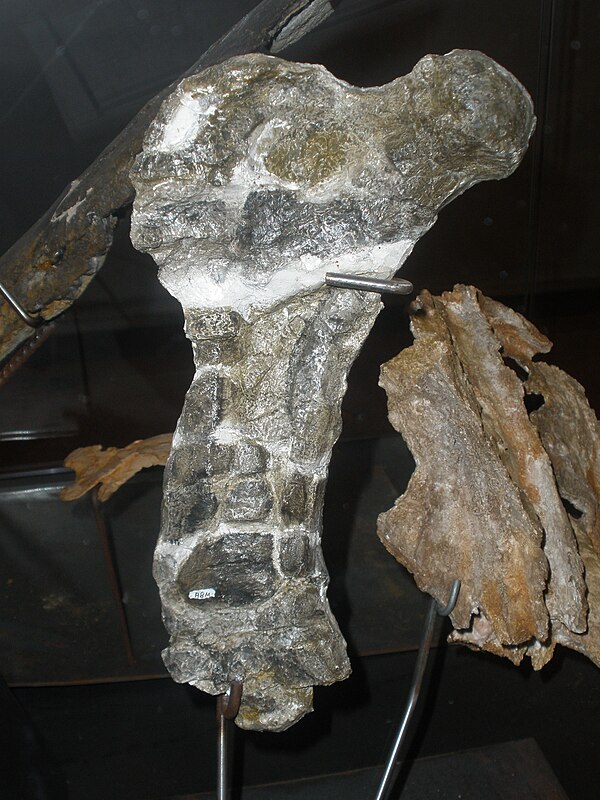 MDE A-08, a femur