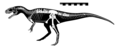 Gasosaurus skeletal