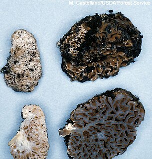 <i>Gautieria</i> Genus of fungi