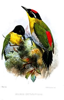 Female and male black-headed woodpeckers GecinusErythropygiusSmit.jpg