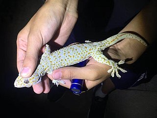 <span class="mw-page-title-main">Reeves's Tokay gecko</span> Species of lizard