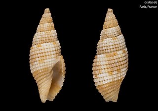 <i>Gemmulimitra boucheti</i> Species of gastropod