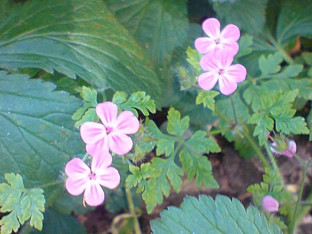 Fail:Geraniales - Geranium robertianum - 3.jpg