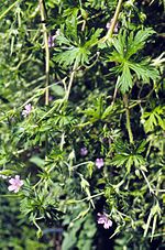 Miniatura para Geranium bicknellii