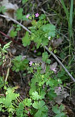 Miniatura para Geranium lucidum