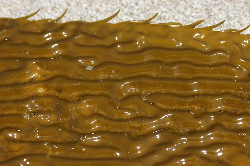 File:Giant Kelp - Macrocystis pyrifera (42450122754).jpg