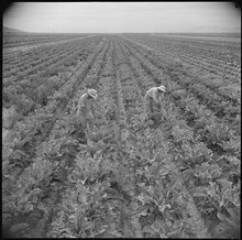 Inspecting a field of cauliflower grown for seed