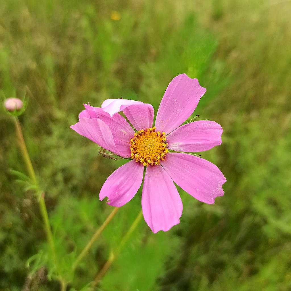 File:Girasol morado (Cosmos bipinnatus).jpg - Wikimedia Commons