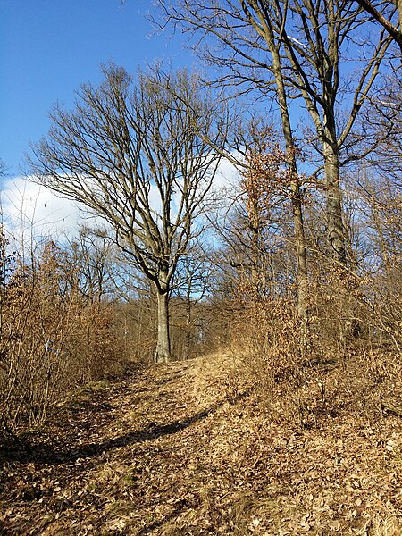 File:Glasweiner Wald nächst dem Taferlkopf sl11.jpg