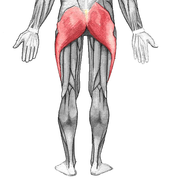 Veliki zadnjični mišić (lat. musculus gluteus maximus)