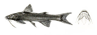 <i>Glyptothorax conirostris</i> species of fish