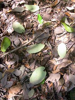 <span class="mw-page-title-main">Plant litter</span> Dead plant material that has fallen to the ground