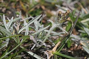 Bildebeskrivelse Gnaphalium hoppeanum (Alpen-Ruhrkraut) IMG 0960.jpg.