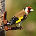 Gold Finch.jpg