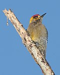 Great spotted woodpecker (Melanerpes chrysogenys)