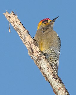 Golden-cheeked woodpecker Species of bird