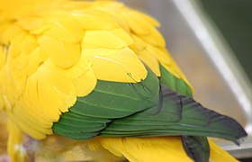 Golden Conure Guaruba guarouba Tail Closeup 2800px.jpg