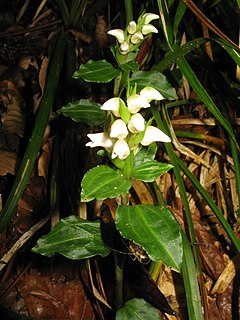 Goodyerinae Subtribe of orchids