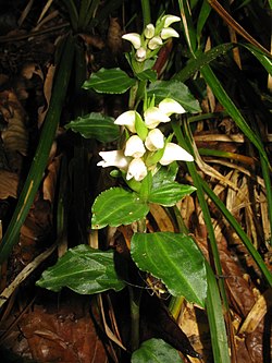 Goodyera foliosa var. 
 laevis 1. 
 JPG