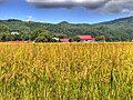 Farm house and crops