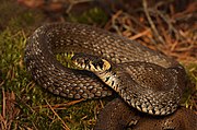 Grass Snake - Natrix natrix.jpg