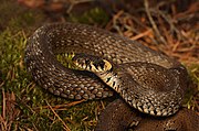 Serpiente de hierba - Natrix natrix.jpg