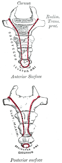 A coccyx with four vertebrae below the sacrum.