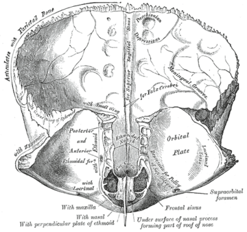 Fossa for lacrimal gland