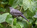 * Nomination Gray catbird in Prospect Park (Brooklyn, NY, USA) --Rhododendrites 19:12, 25 September 2022 (UTC) * Promotion  Support Good quality. --Palauenc05 20:02, 25 September 2022 (UTC)