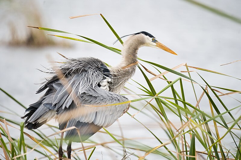 File:Great blue heron lake apopka wr 1.28.24 DSC 8726-topaz-denoiseraw-sharpen.jpg