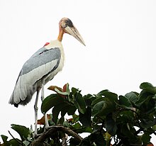 Greater adjutant stork in breeding plumage, perched near nest (Assam) Greater Adjutant.jpg