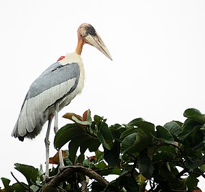 ಅಡ್ಜುಟೆಂಟ್ ಹಕ್ಕಿ