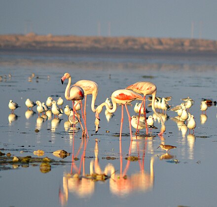 Greater flamingo, the state bird of Gujarat