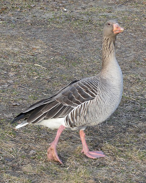 File:Greylag Goose (Anser anser) - Bærum, Norway 2021-04-02 (01).jpg