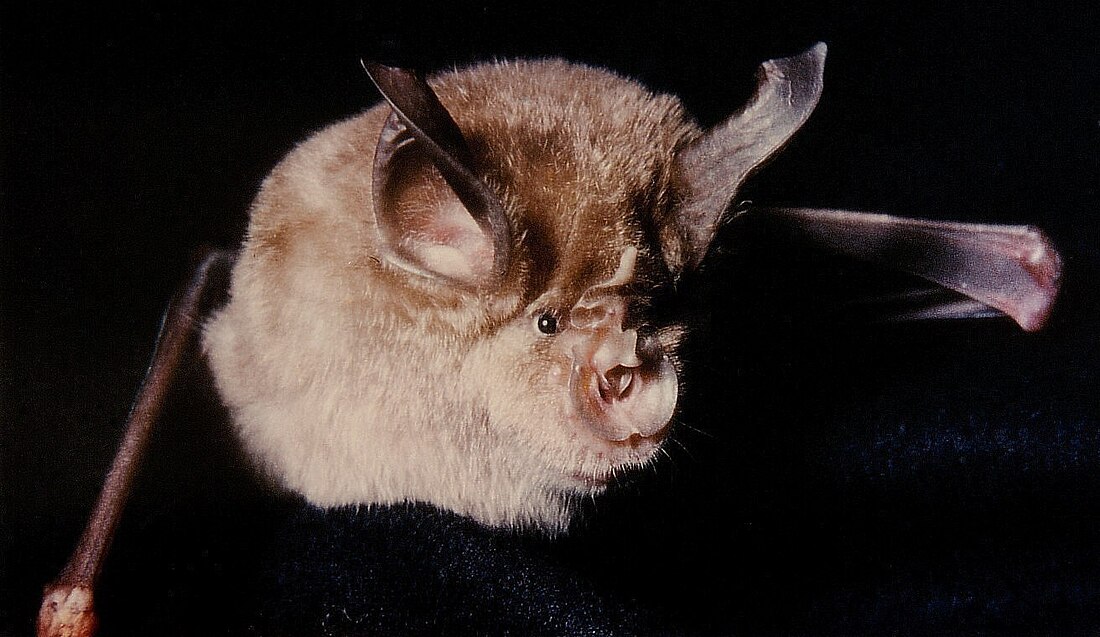 Rhinolophus ferrumequinum