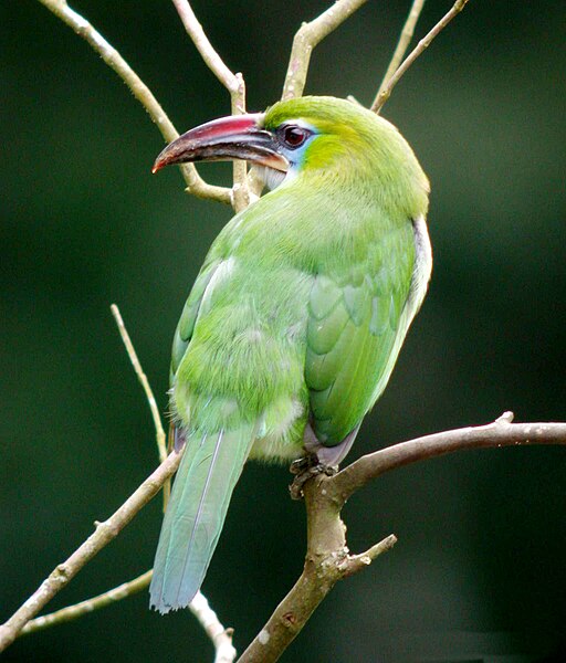 File:Groove Billed Toucanet Aulacorhynchus sulcatus (27324503949).jpg