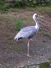 Gruiformes: Caratteristiche, Sistematica, Tassonomia