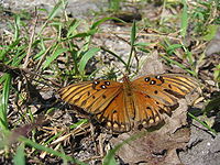 Gulf Fritillary Butterfly 72.JPG