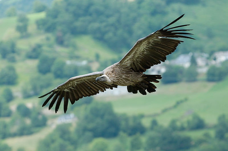 File:Gyps fulvus 1 Luc Viatour-edit1.jpg