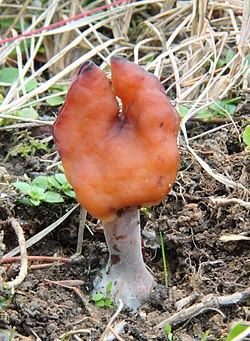 Gyromitra infula Sasata.jpg