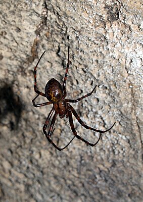 Grande aranha das cavernas (Meta menardi), fêmea