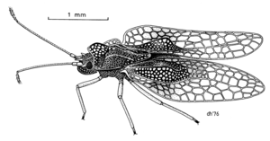 HEMI Tingidae Tanybyrsa cumberi.png